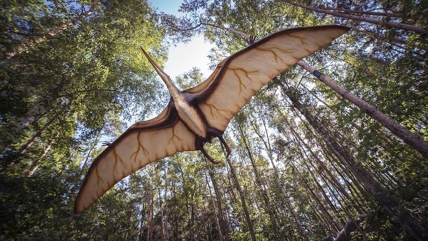 Paleontologové objevili první pterosauří vývržky
