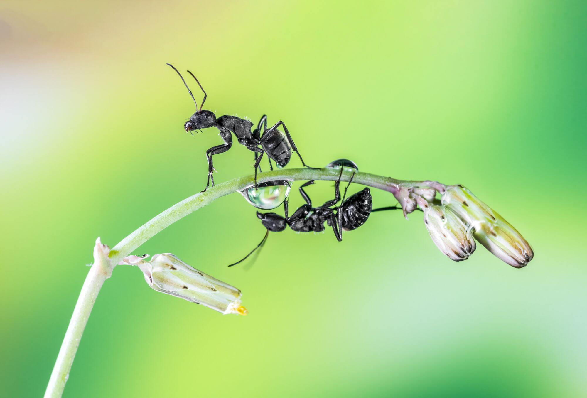 Mravenci dovedou vyčenichat rakovinu se stejnou přesností jako psi. Jejich trénink zabere 30 min