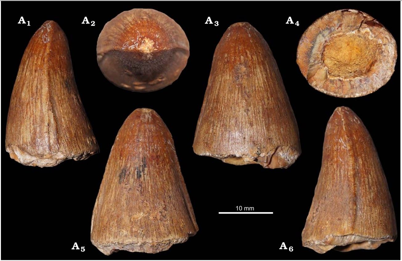 Sto let starý nález fosilních zubů krokodýlomorfů od Štramberku