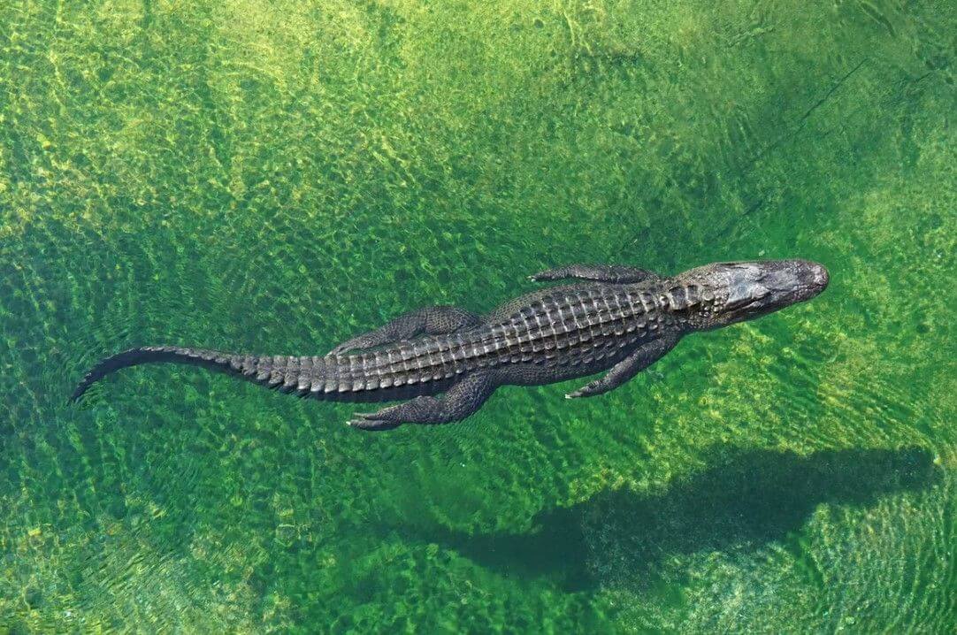 Sto let starý nález fosilních zubů krokodýlomorfů od Štramberku