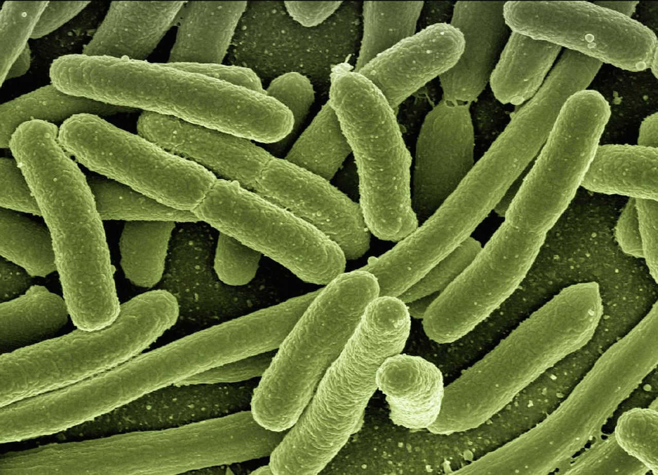 Na obávané bakteriální biofilmy by mohla platit elektřina