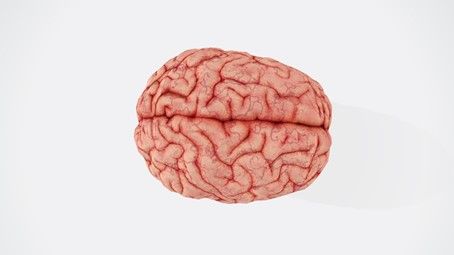 Prohlédněte si nejdetailnější 3D rekonstrukci lidského mozku