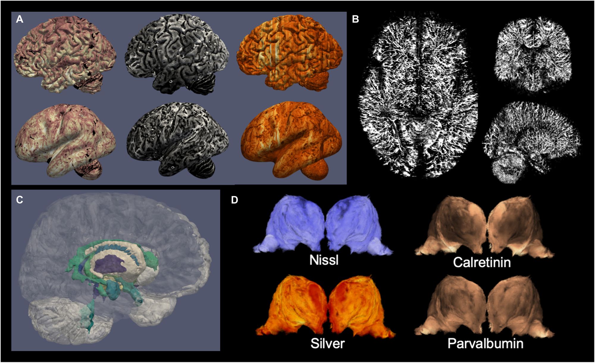 Prohlédněte si nejdetailnější 3D rekonstrukci lidského mozku